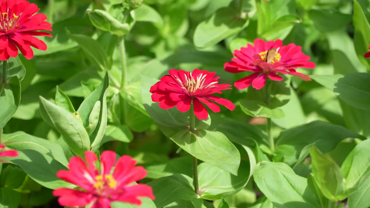 在植物园里，五颜六色的仙子花在风中摇曳视频下载