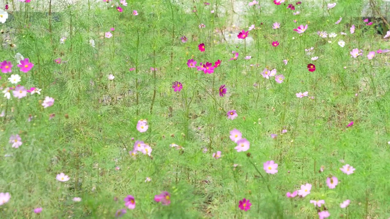 在植物园里，浅粉色和深粉色的宇宙花在风中移动视频素材