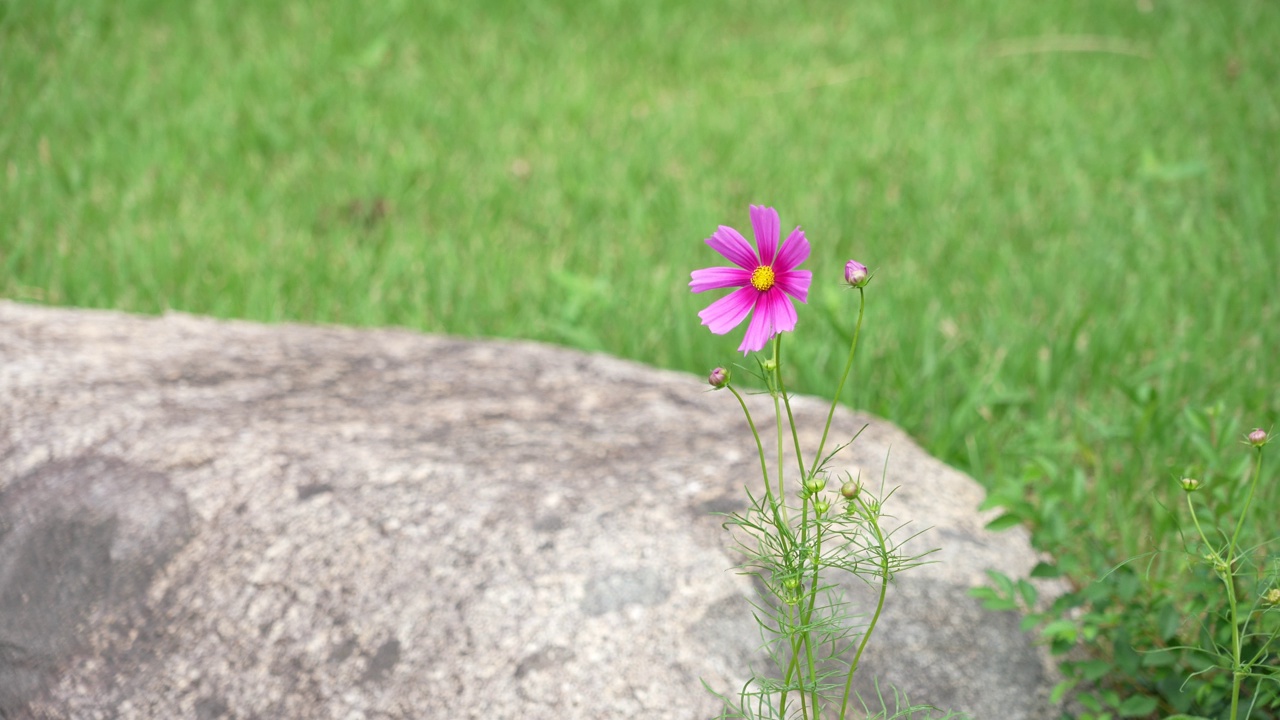 一朵美丽的宇宙花在植物园里随风摇曳视频素材