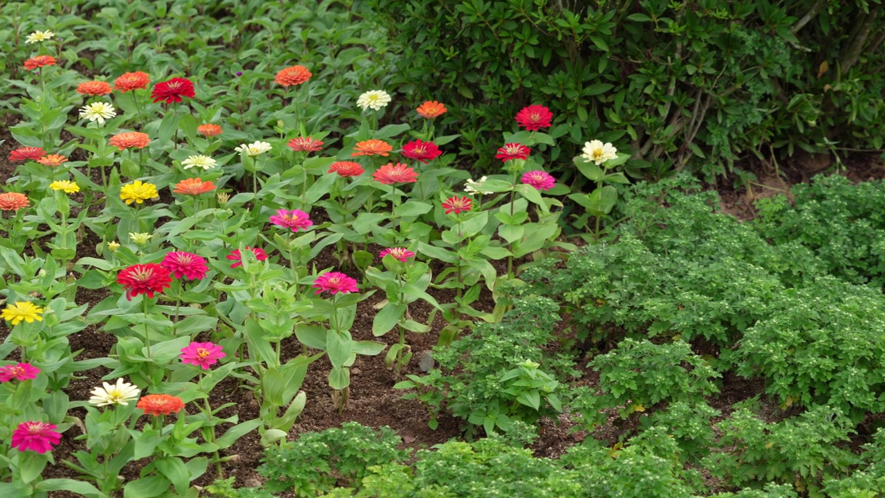 在植物园里，五颜六色的仙子花在风中摇曳视频素材