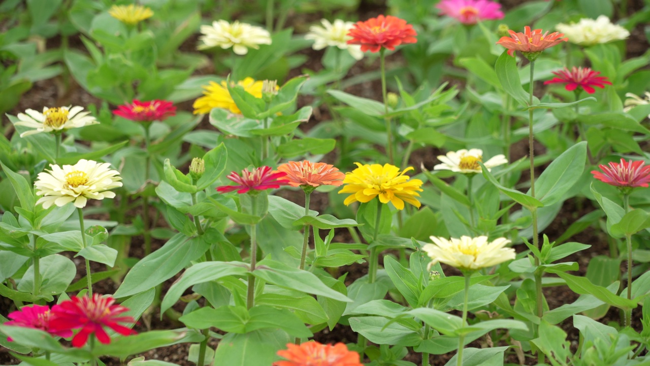 在植物园里，五颜六色的仙子花在风中摇曳视频下载