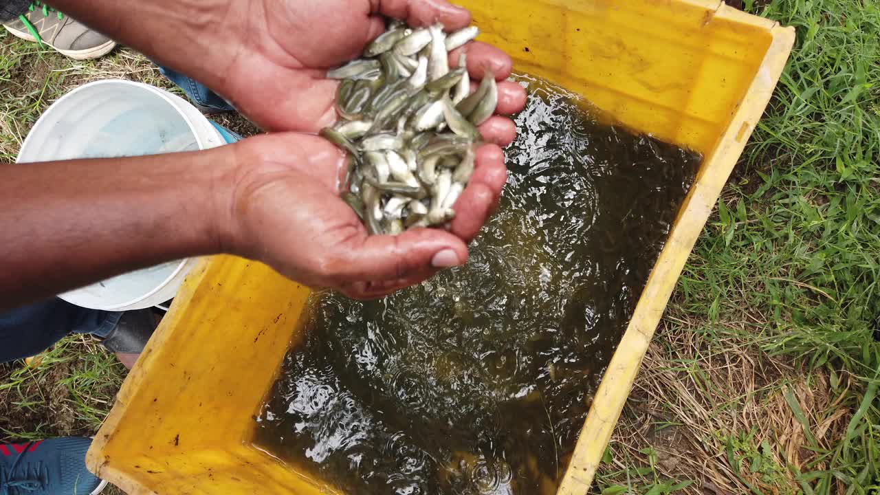 高品质鲤鱼鱼种在手罗湖鲤鱼已婚鲤鱼鱼种在鱼孵化场销售视频素材