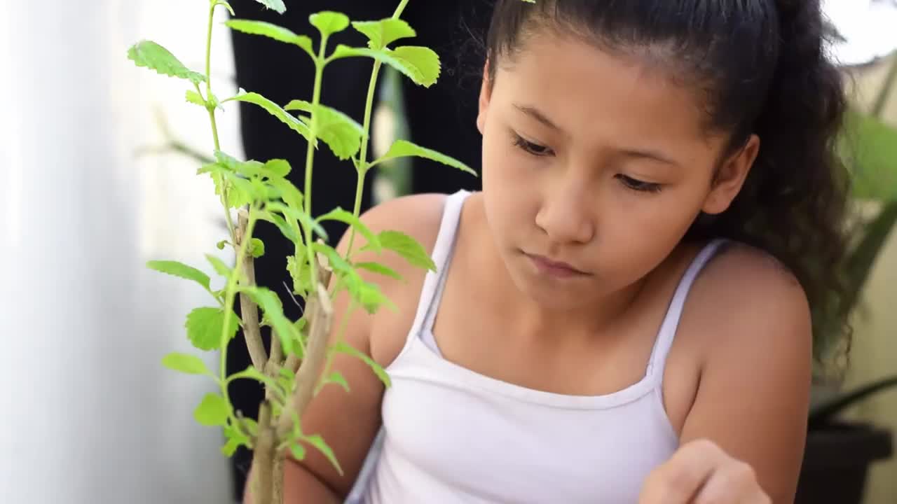 一个黑发拉丁女孩检查她的植物叶子是否有害虫的特写视频下载