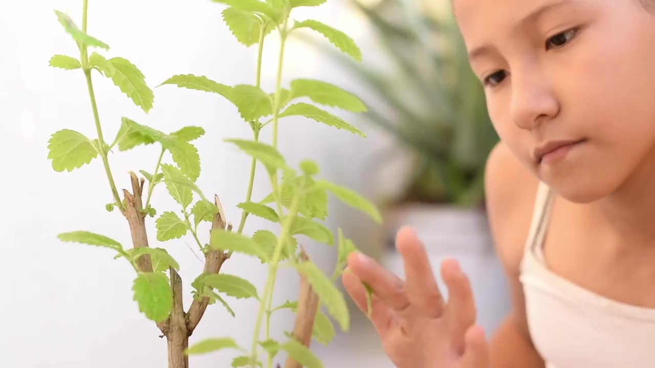 一个黑发的拉丁女孩抚摸着她花园里植物的叶子的特写视频素材