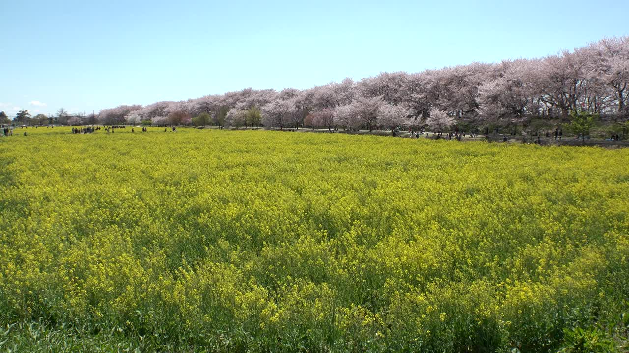 日本埼玉县萨特市:观赏樱花和油菜花。视频素材