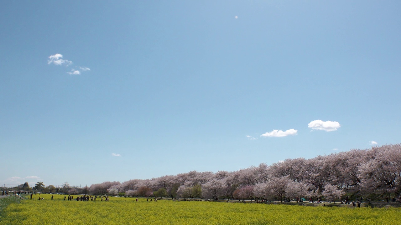 日本埼玉县萨特市:观赏樱花和油菜花。视频素材