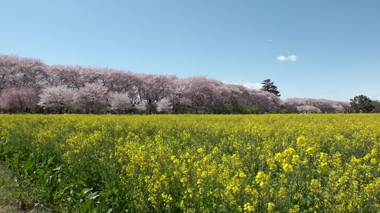 日本埼玉县萨特市:观赏樱花和油菜花。视频素材