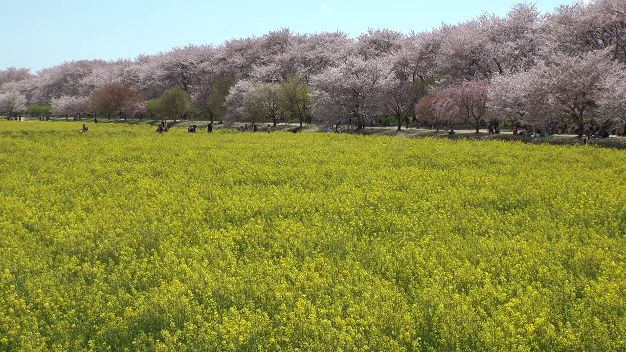 日本埼玉县萨特市:观赏樱花和油菜花。视频素材