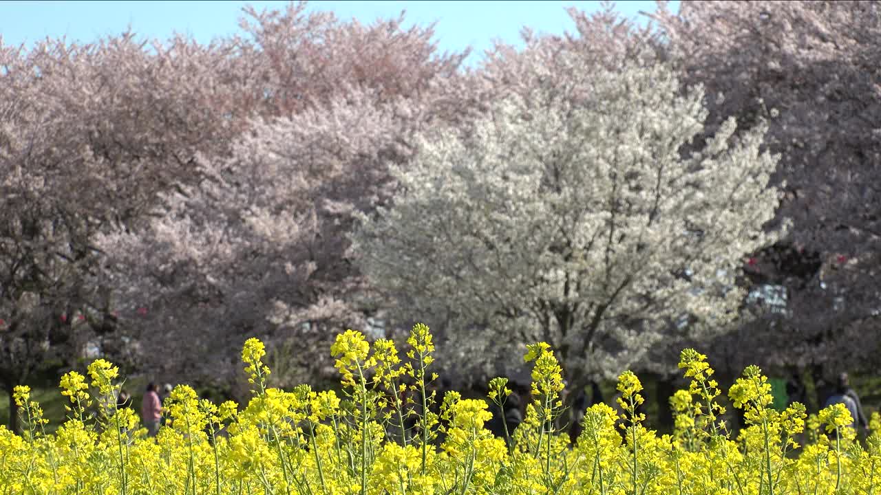 日本埼玉县萨特市:观赏樱花和油菜花。视频素材