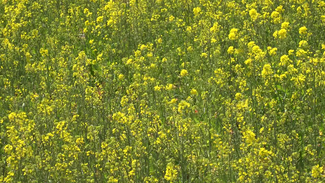 日本埼玉县萨特市:观赏樱花和油菜花。视频素材