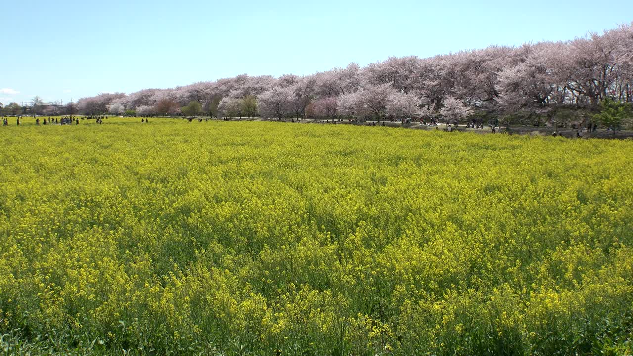 日本埼玉县萨特市:观赏樱花和油菜花。视频素材