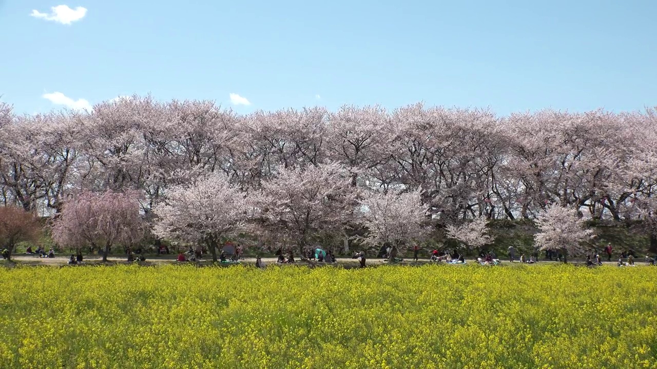 日本埼玉县萨特市:观赏樱花和油菜花。视频素材