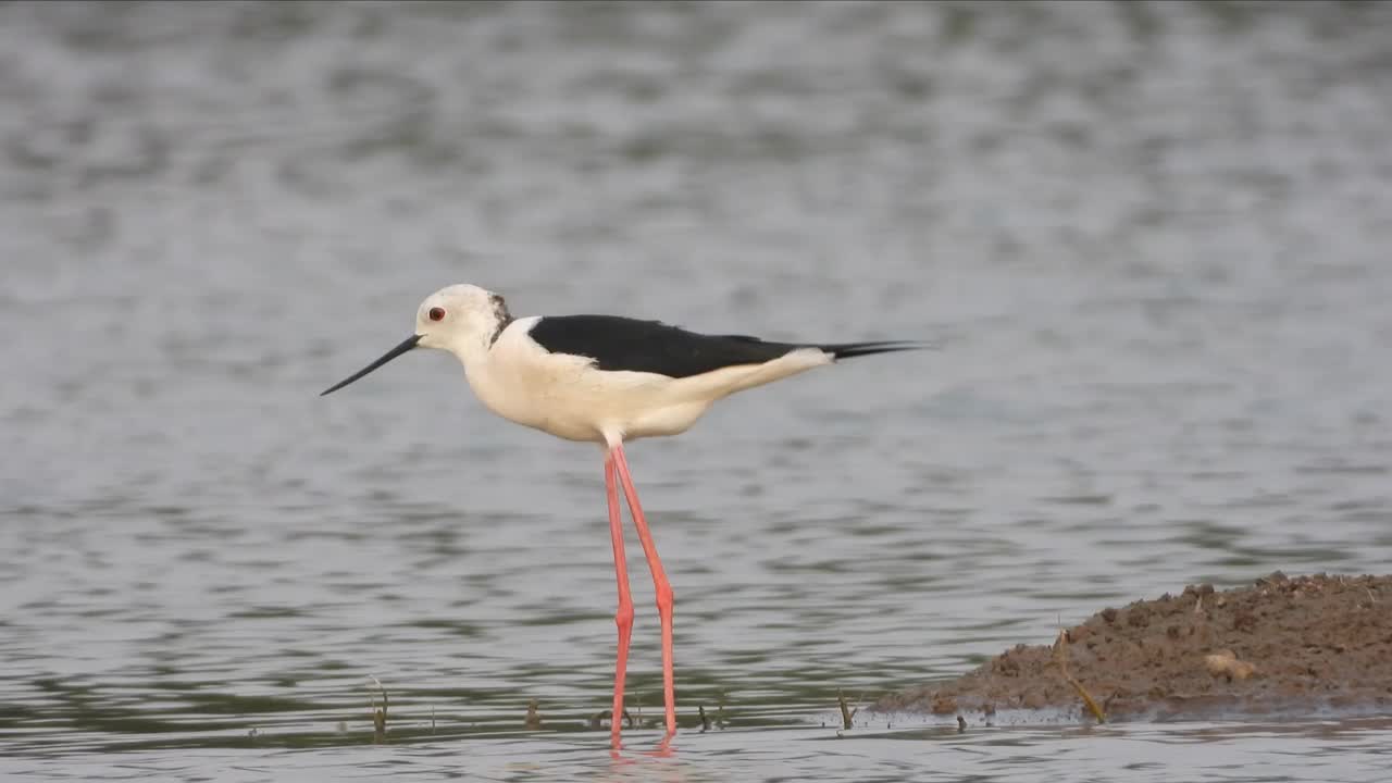 黑翅高跷鸟在湖边觅食视频素材