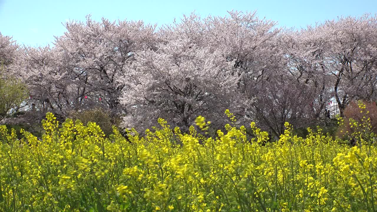 日本埼玉县萨特市:观赏樱花和油菜花。视频素材