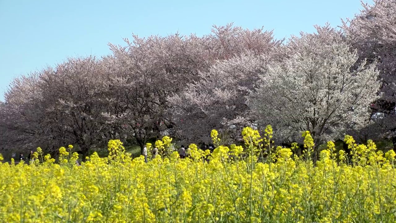 日本埼玉县萨特市:观赏樱花和油菜花。视频素材