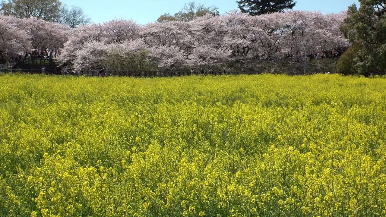 日本埼玉县萨特市:观赏樱花和油菜花。视频素材