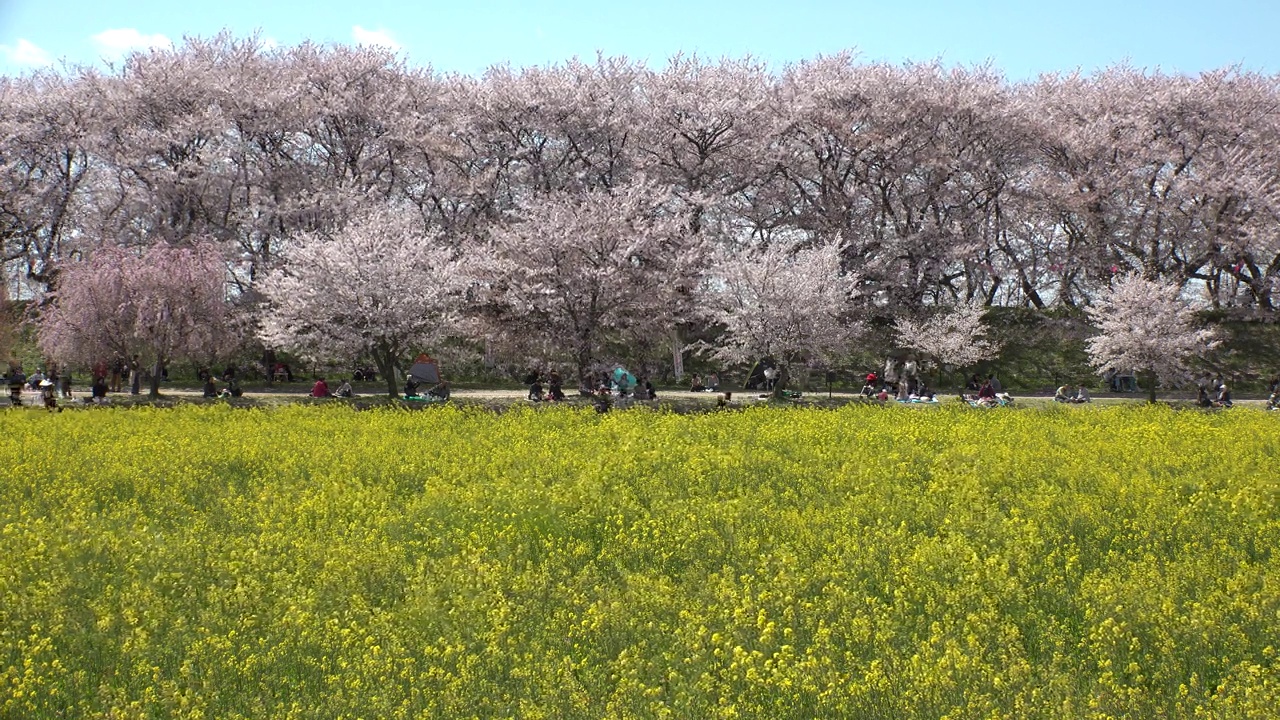 日本埼玉县萨特市:观赏樱花和油菜花。视频素材