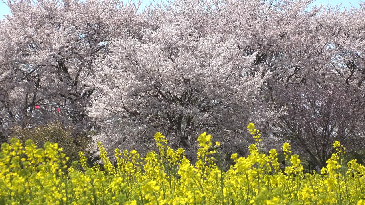 日本埼玉县萨特市:观赏樱花和油菜花。视频素材