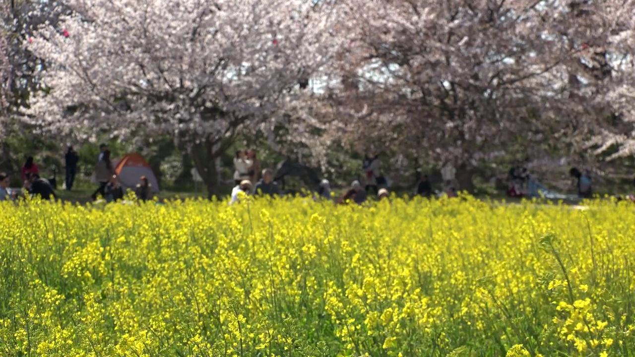 日本埼玉县萨特市:观赏樱花和油菜花。视频素材