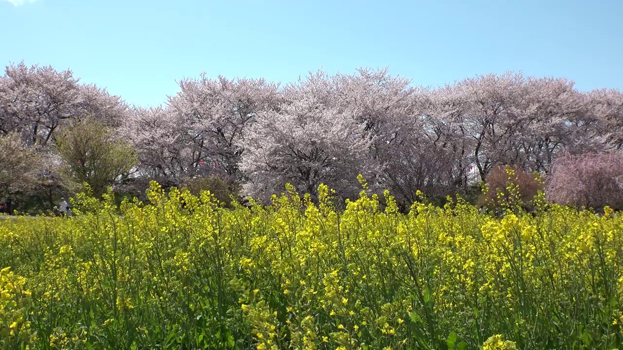 日本埼玉县萨特市:观赏樱花和油菜花。视频素材