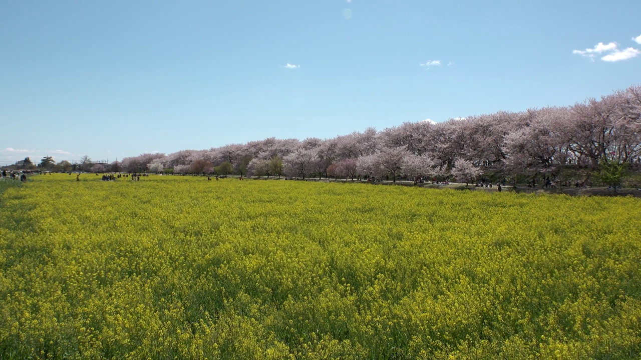 日本埼玉县萨特市:观赏樱花和油菜花。视频素材