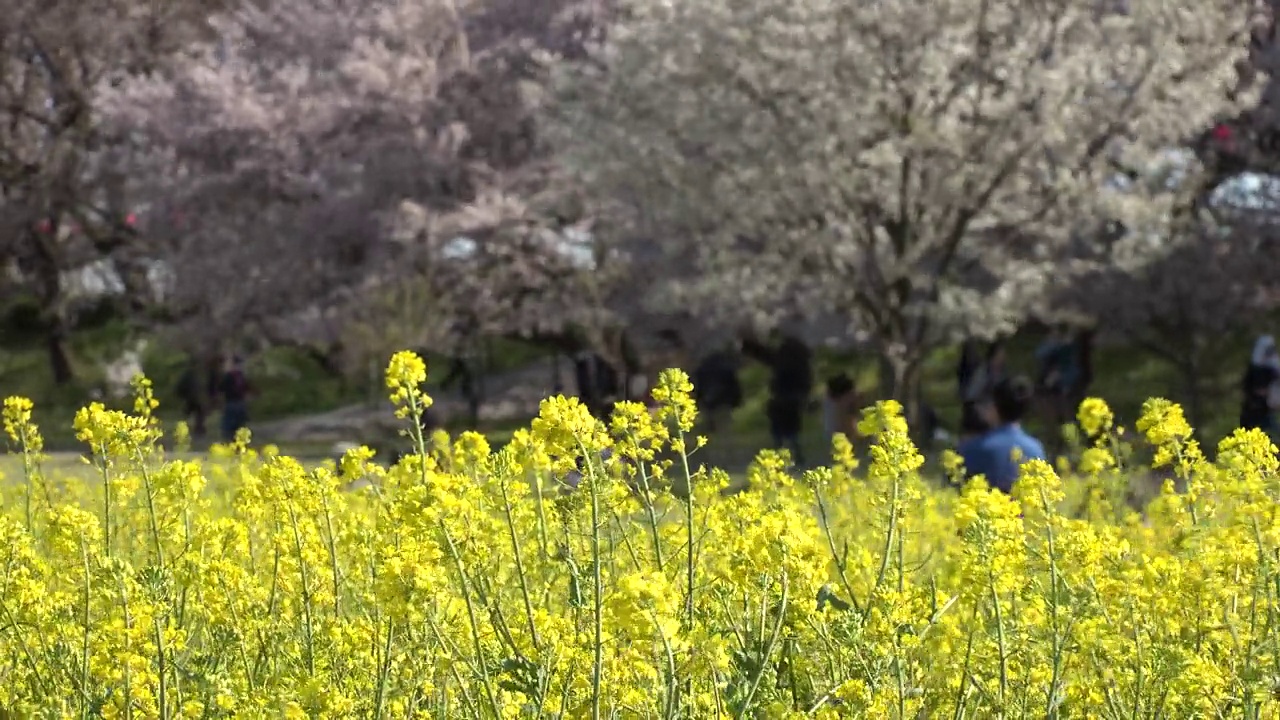 日本埼玉县萨特市:观赏樱花和油菜花。视频素材