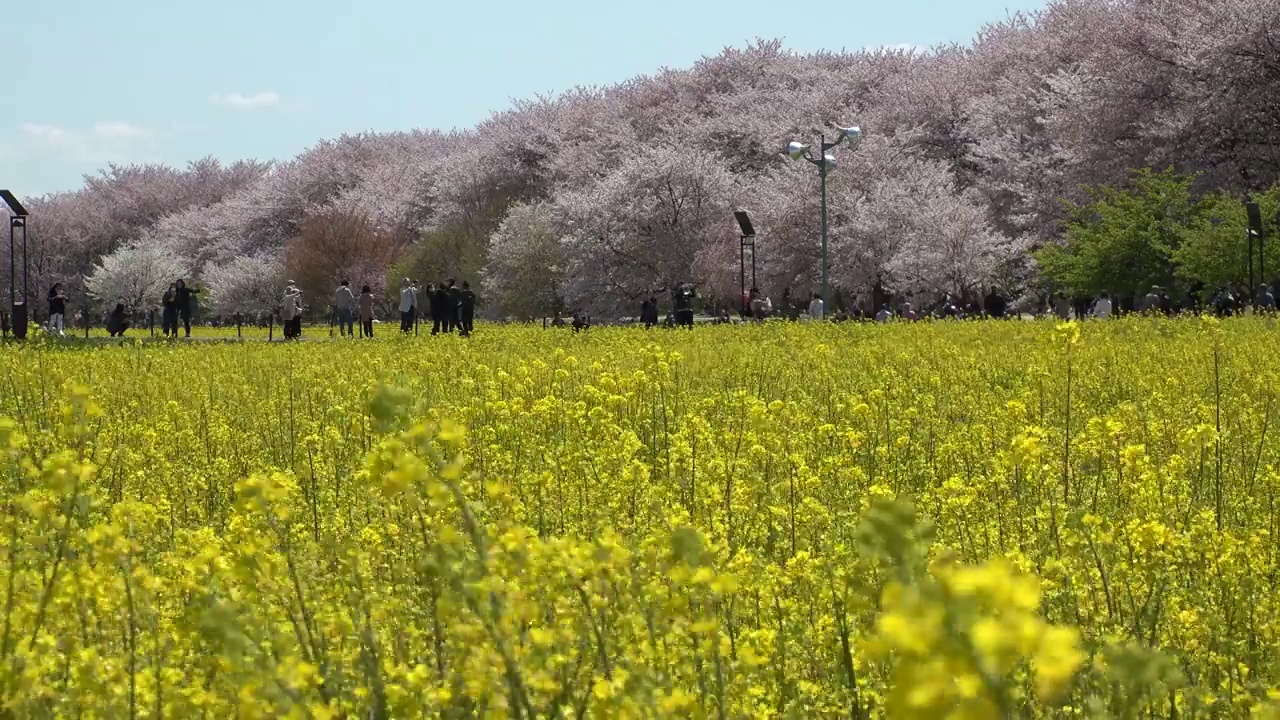 日本埼玉县萨特市:观赏樱花和油菜花。视频素材