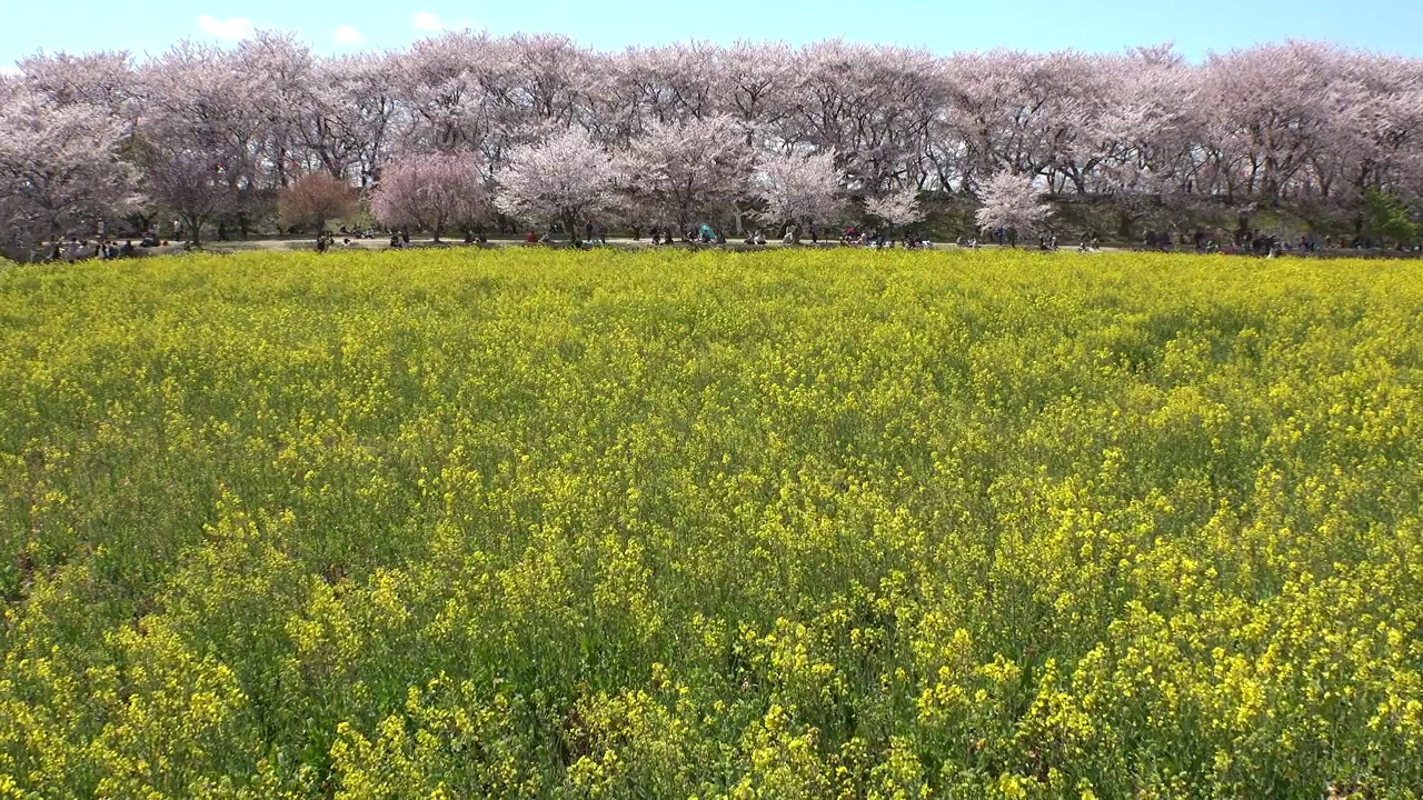 日本埼玉县萨特市:观赏樱花和油菜花。视频素材