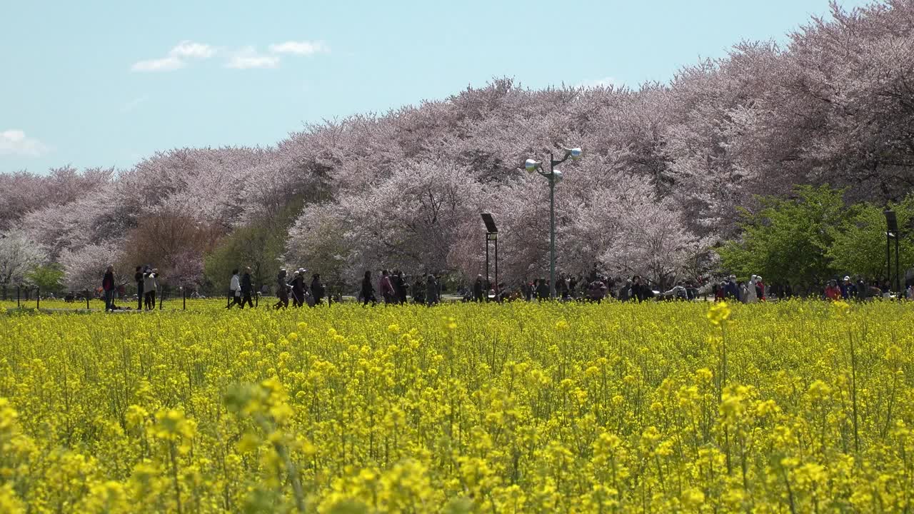 日本埼玉县萨特市:观赏樱花和油菜花。视频素材