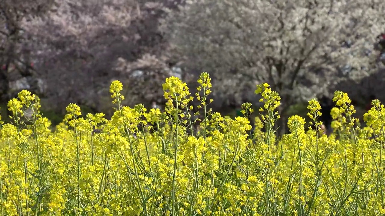 日本埼玉县萨特市:观赏樱花和油菜花。视频素材