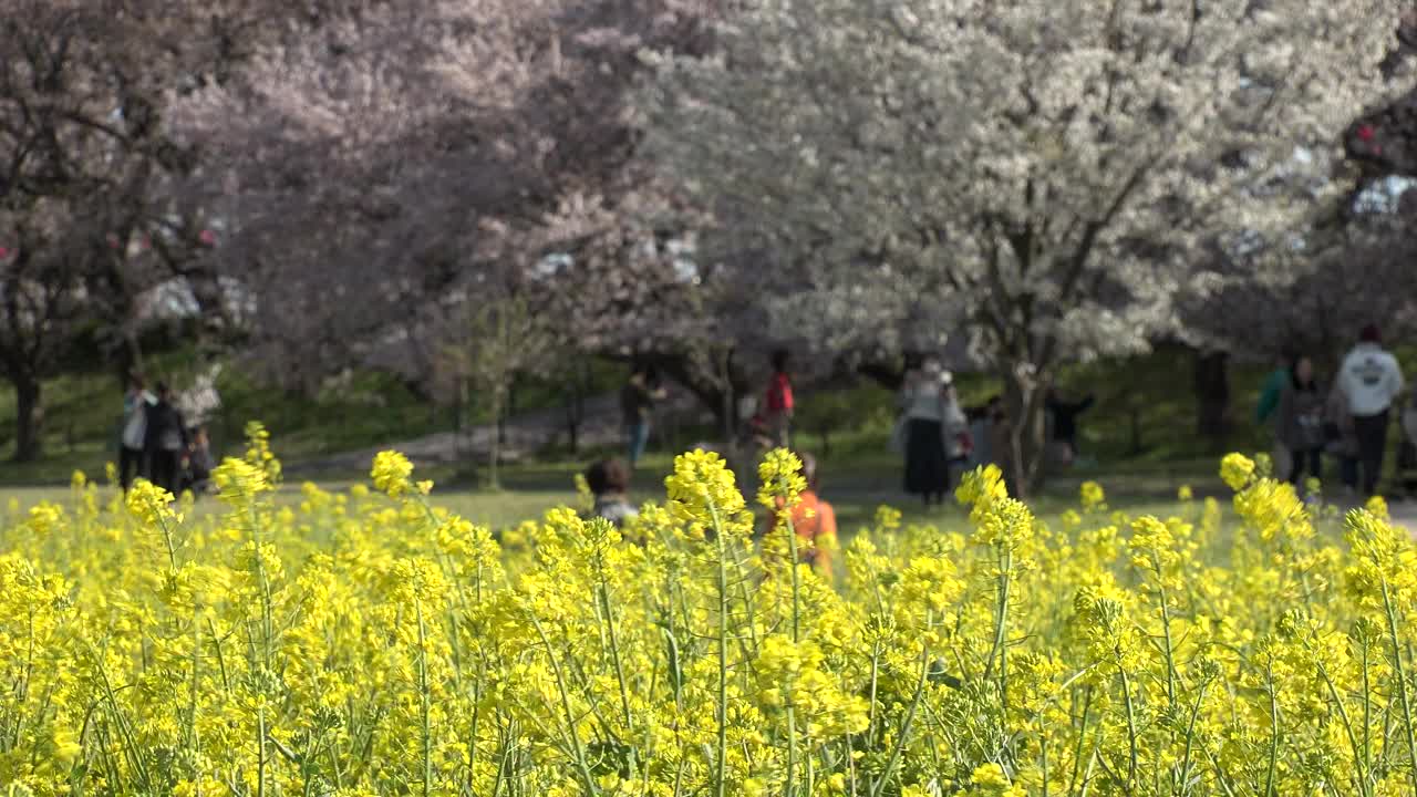 日本埼玉县萨特市:观赏樱花和油菜花。视频素材