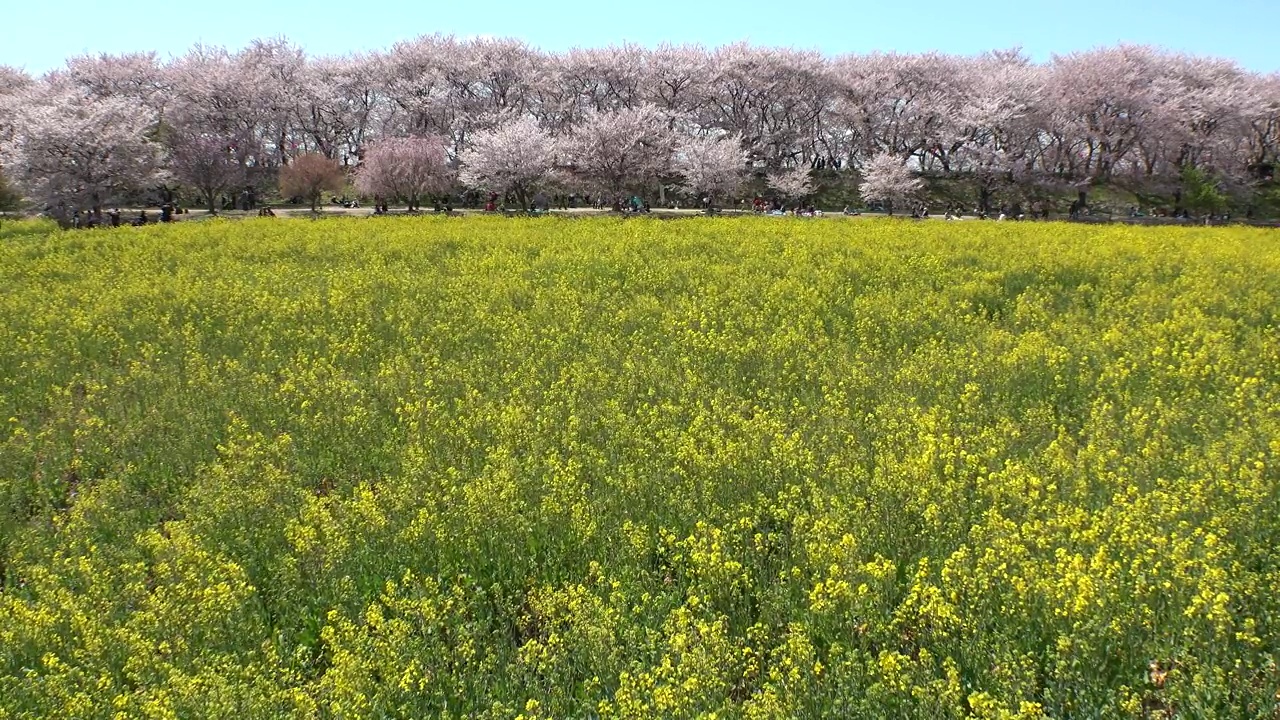 日本埼玉县萨特市:观赏樱花和油菜花。视频素材