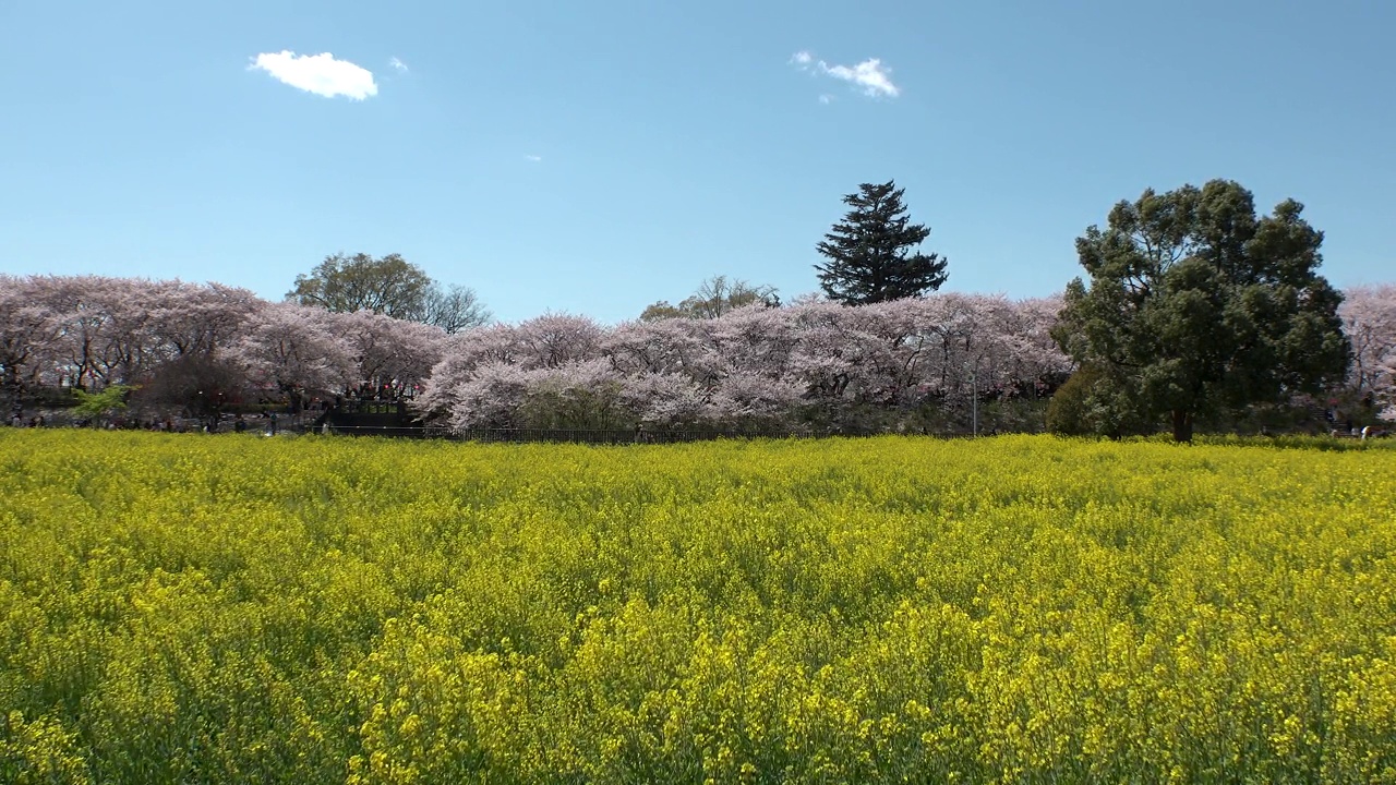 日本埼玉县萨特市:观赏樱花和油菜花。视频素材