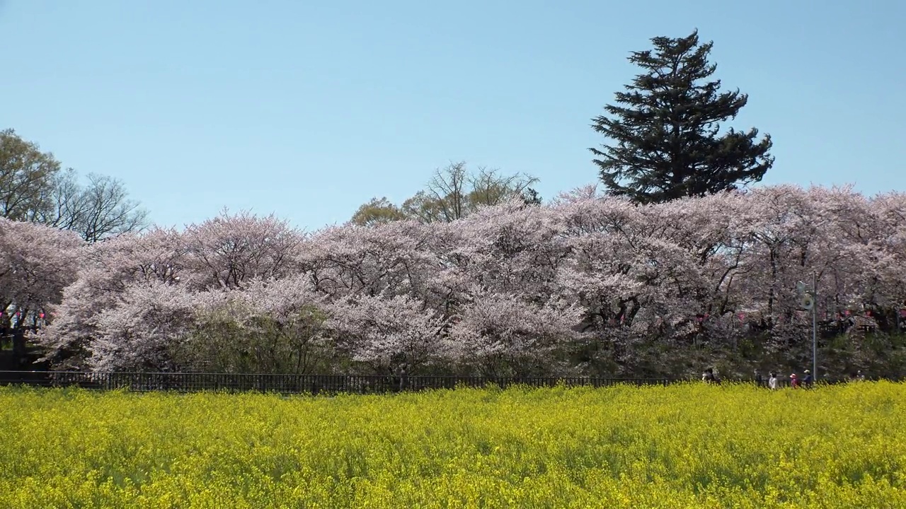 日本埼玉县萨特市:观赏樱花和油菜花。视频素材