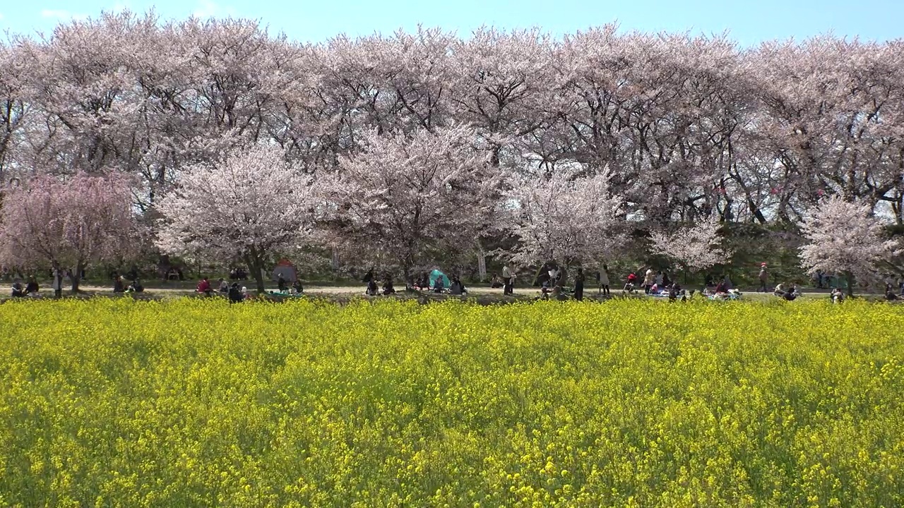 日本埼玉县萨特市:观赏樱花和油菜花。视频素材