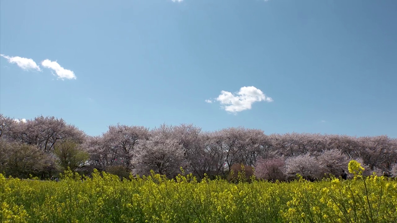 日本埼玉县萨特市:观赏樱花和油菜花。视频素材