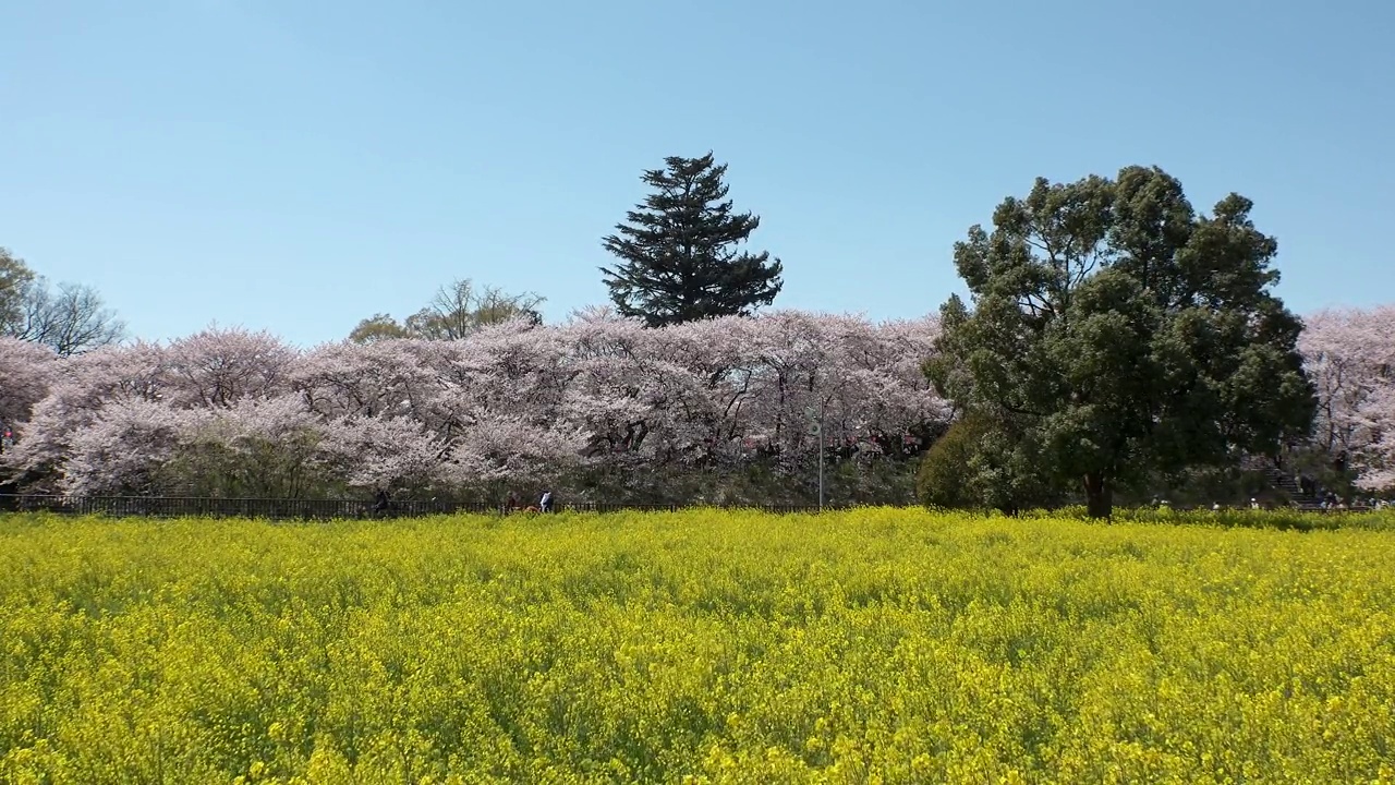 日本埼玉县萨特市:观赏樱花和油菜花。视频素材