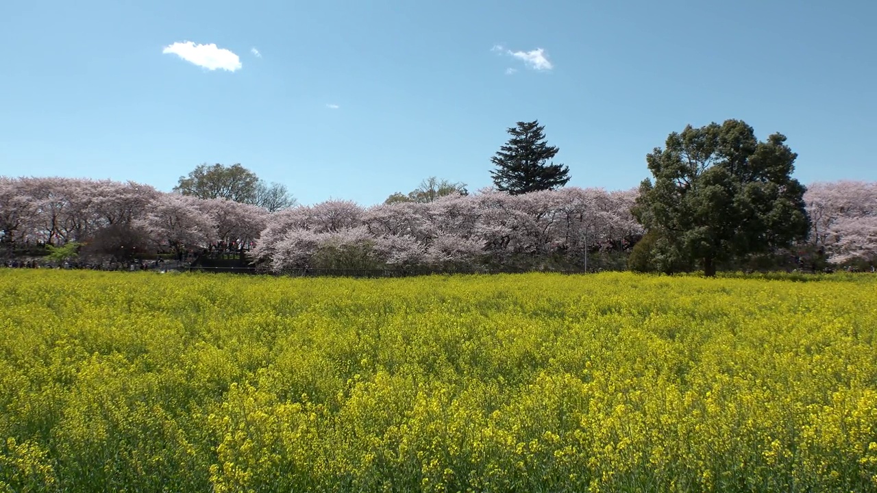 日本埼玉县萨特市:观赏樱花和油菜花。视频素材