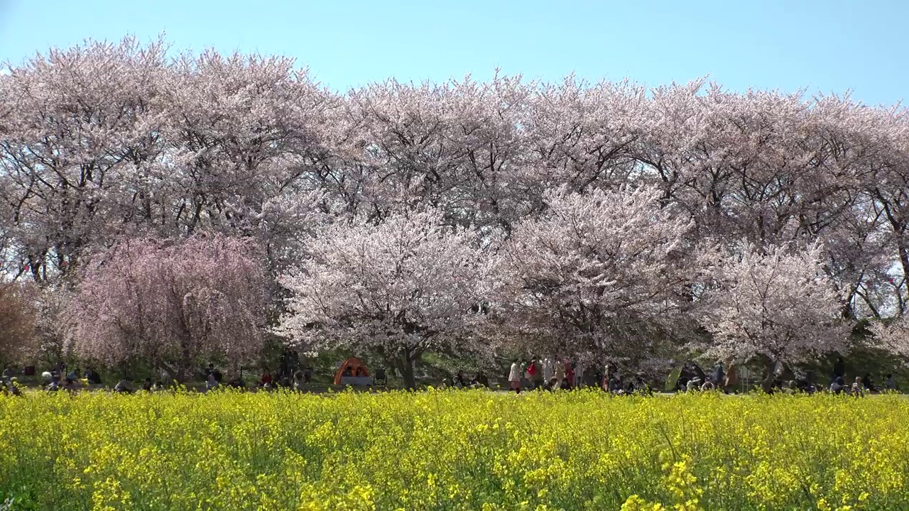 日本埼玉县萨特市:观赏樱花和油菜花。视频素材