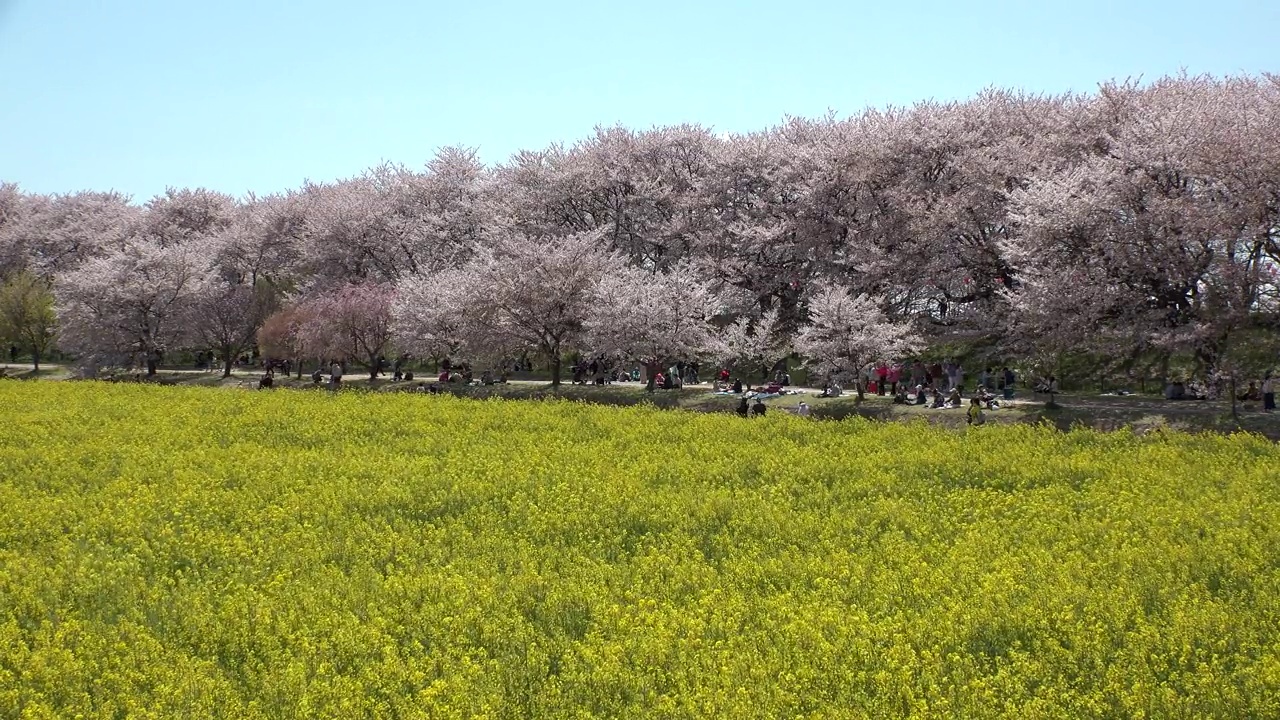 日本埼玉县萨特市:观赏樱花和油菜花。视频素材