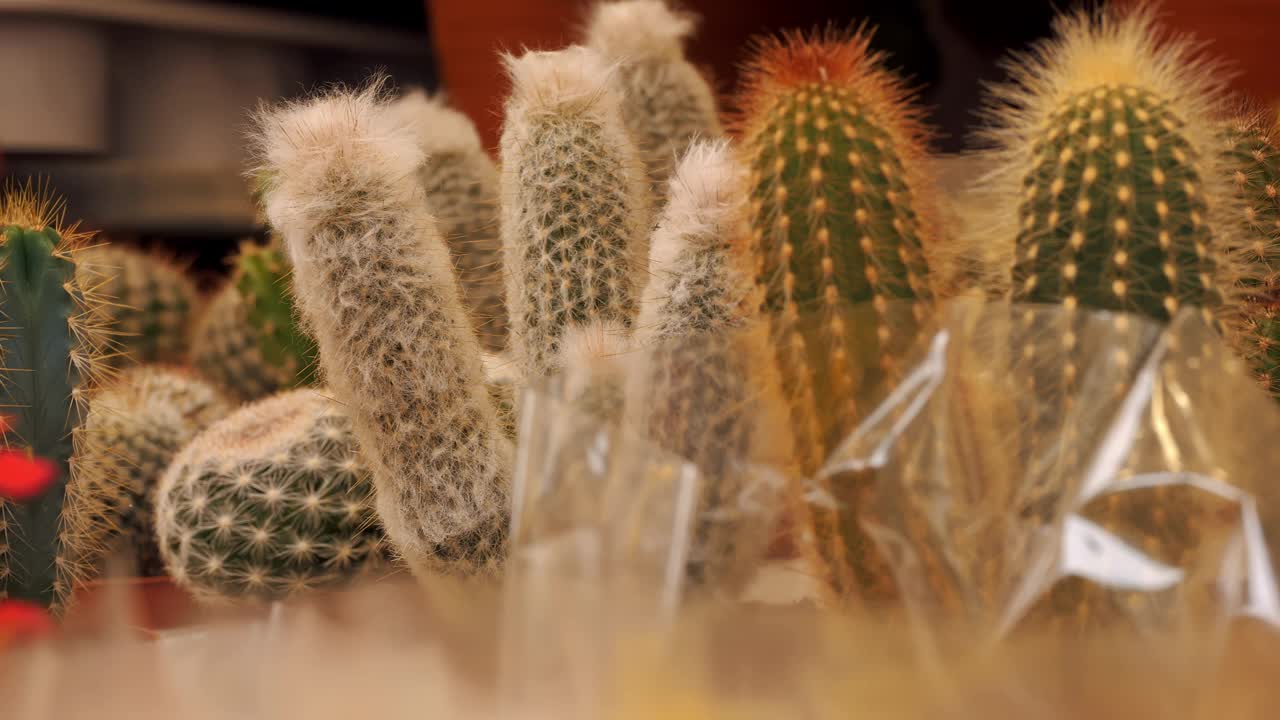 仙人掌。肉质植物。室内植物。特写镜头。花卉市场。花店。温室。园艺。各种不同形状和大小的盆栽多肉植物在园艺用品商店。视频素材