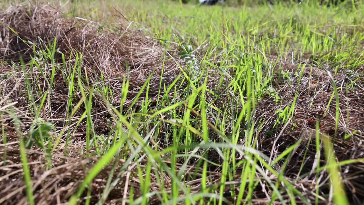 干燥的割草和生长在夏天的绿草视频素材