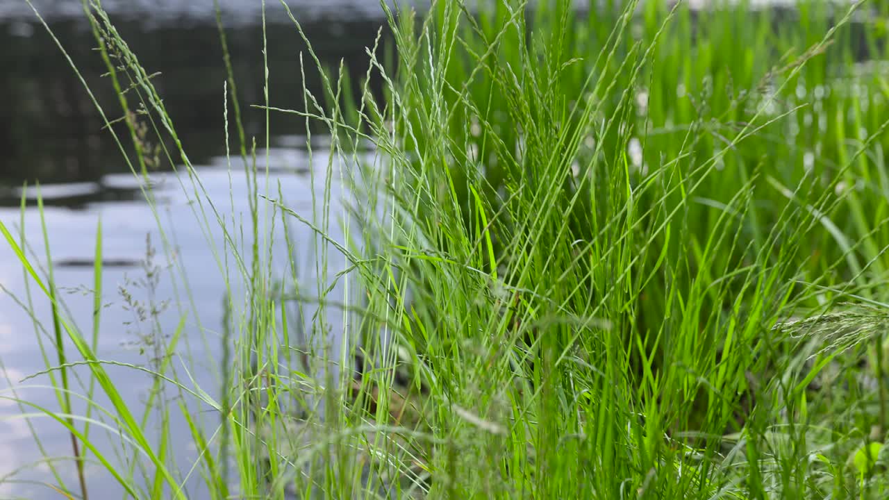 在多云的夏天，河岸上长着高大的绿草视频素材