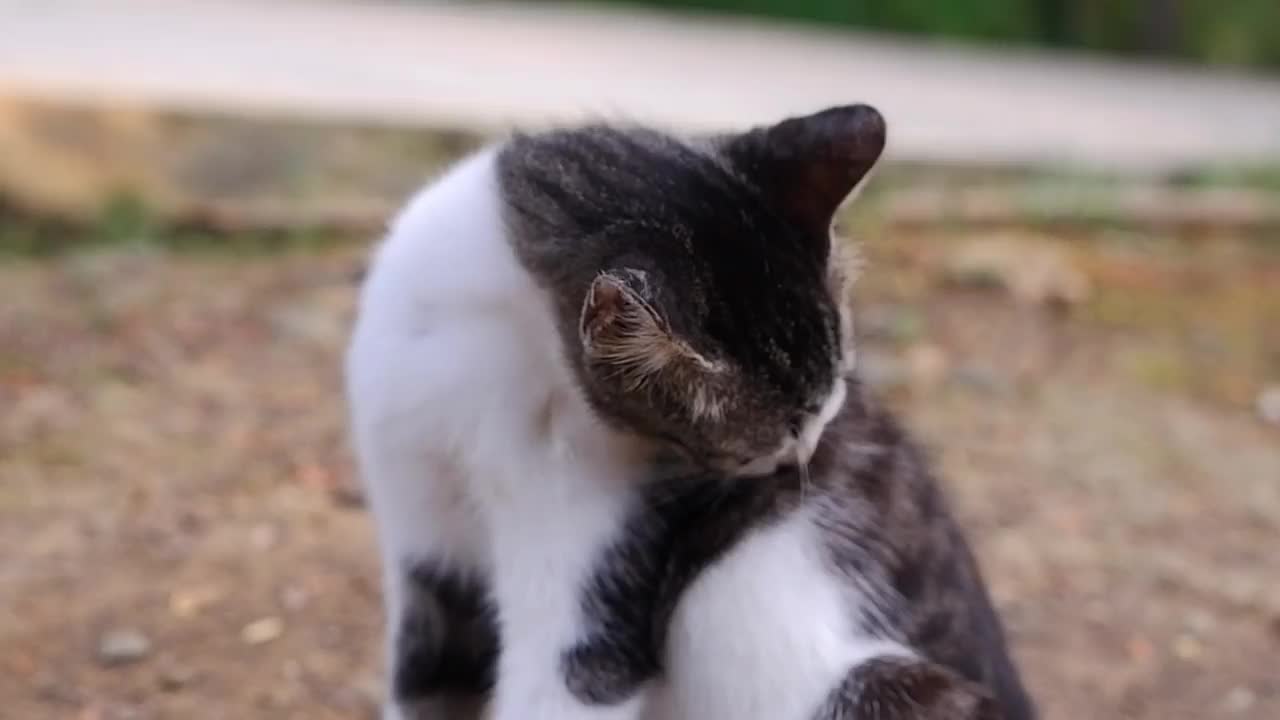 一只可爱的小猫正在舔它的皮毛视频素材