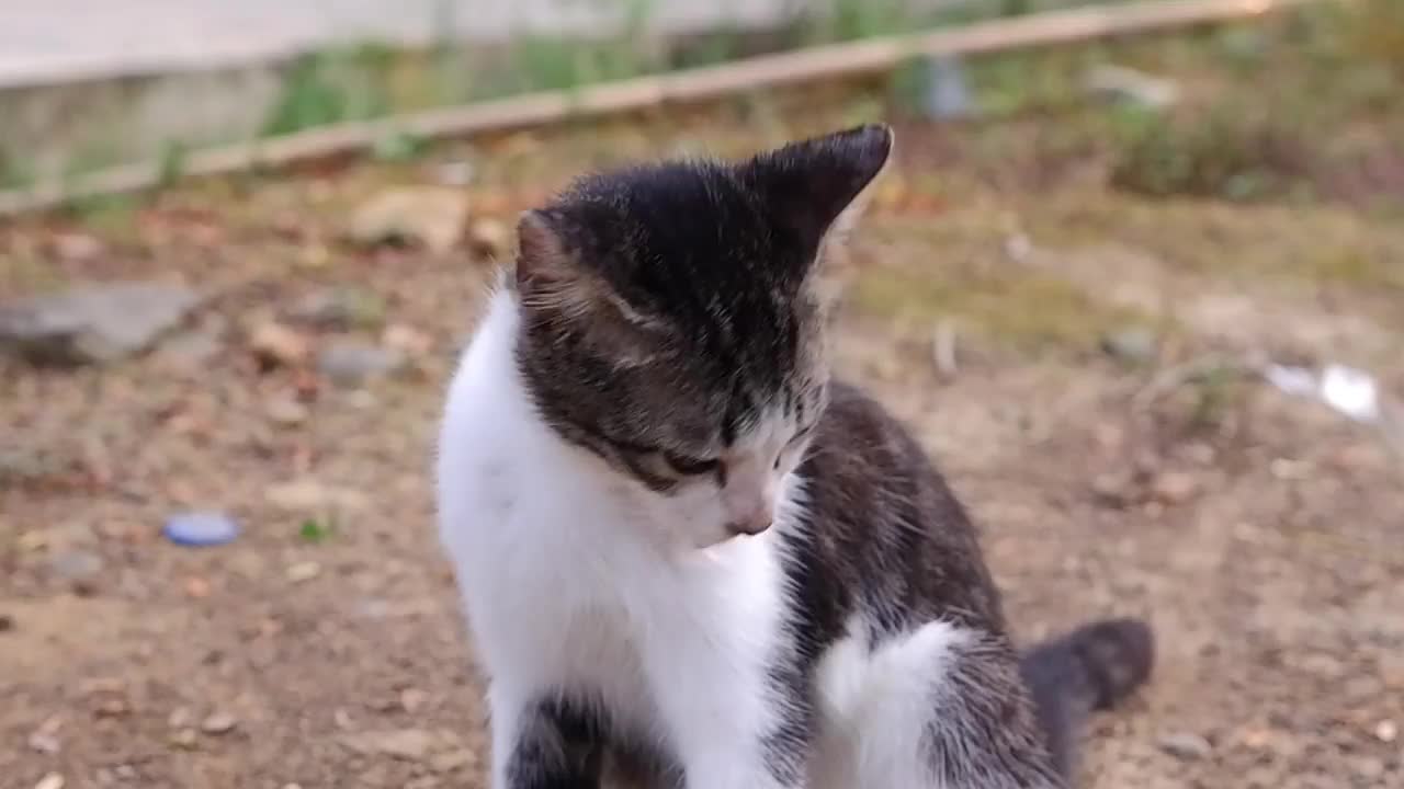 一只可爱的小猫正在舔它的皮毛视频素材