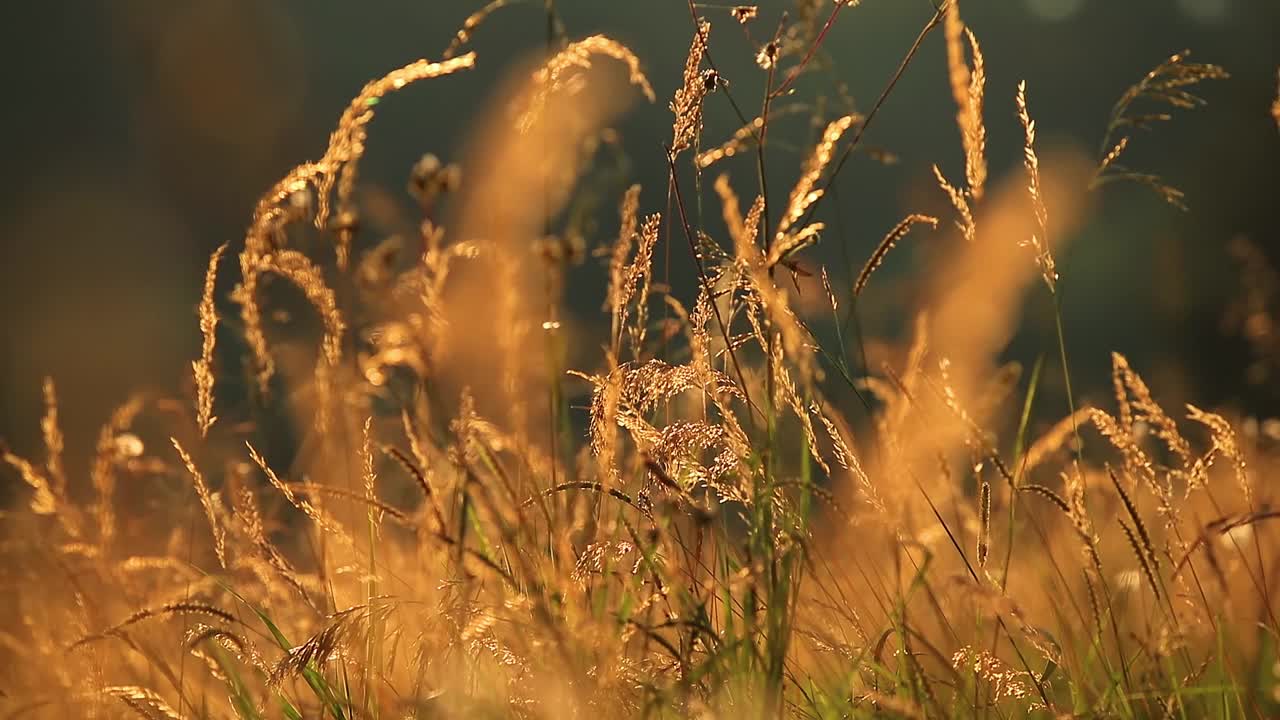 草地上夏日的金色。视频素材