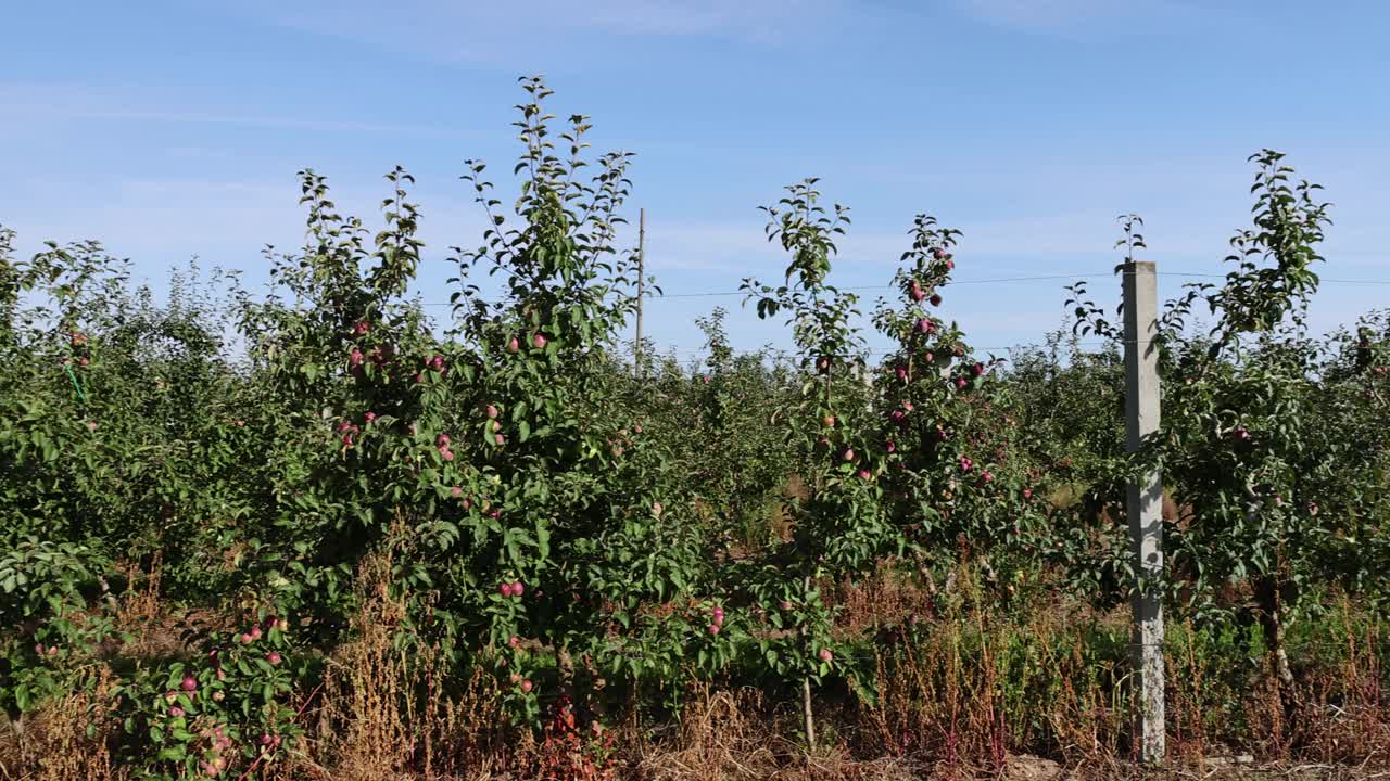 苹果园里有绿色的树叶和红色的苹果视频素材