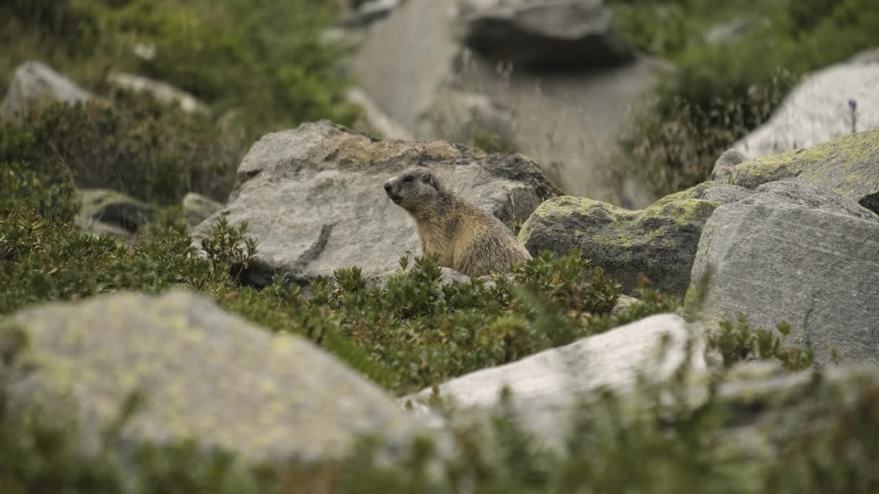 可爱的高山土拨鼠警惕地看着敌人-意大利阿尔卑斯山视频素材