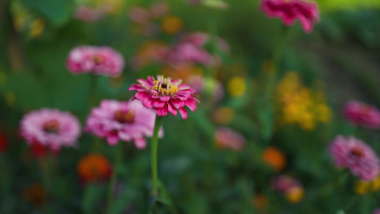 花园里开着美丽的百日菊。许多百日菊生长在花坛里，在阳光明媚的夏天开花。视频素材