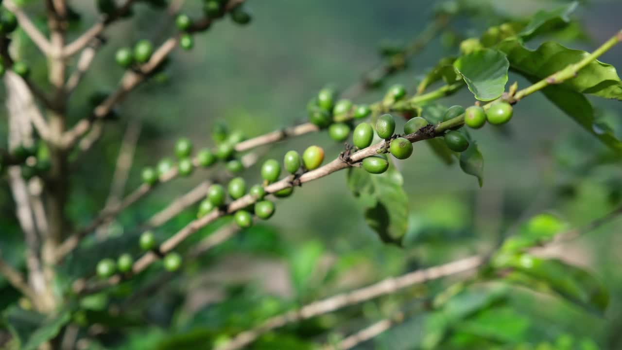 农场里种着绿樱桃豆的咖啡树视频素材